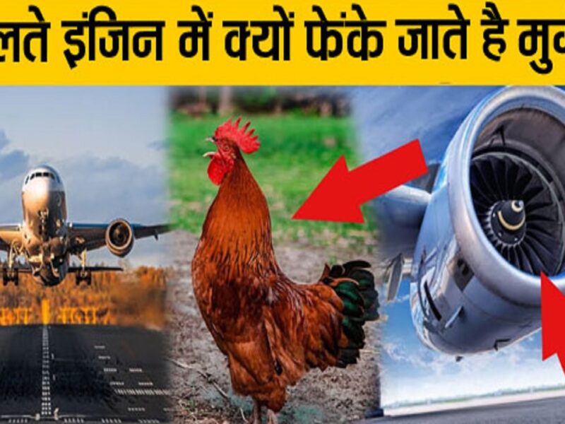 chickens thrown into the running engine