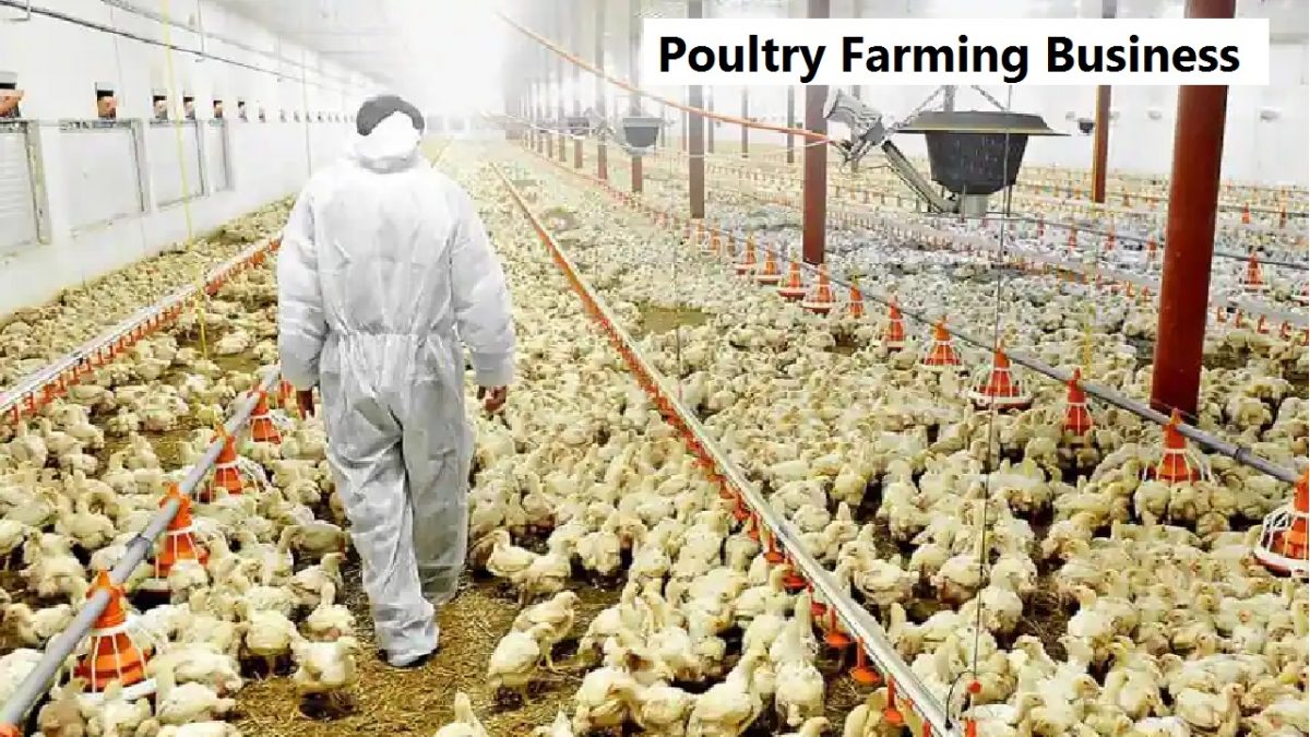 Poultry Farming Business