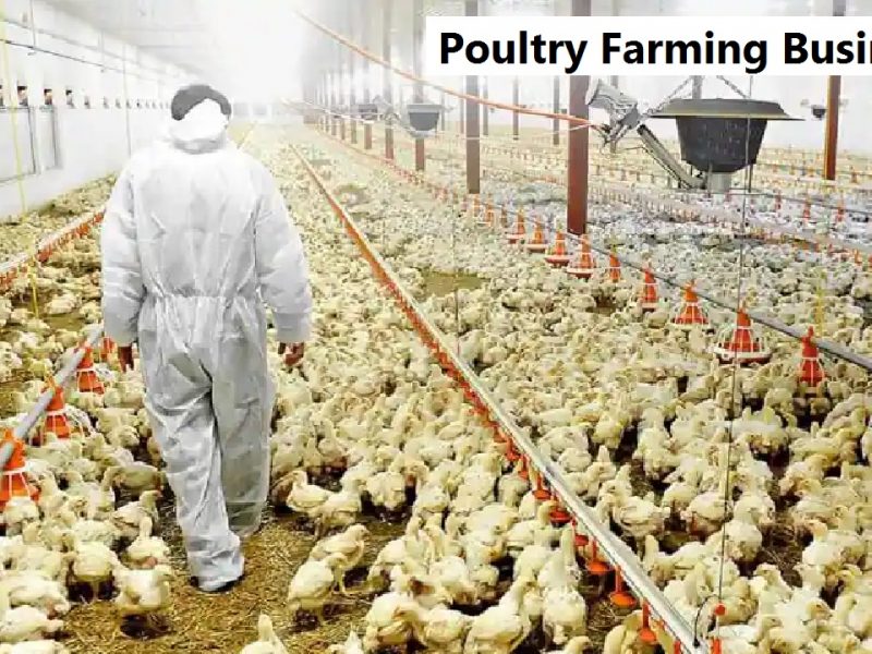 Poultry Farming Business