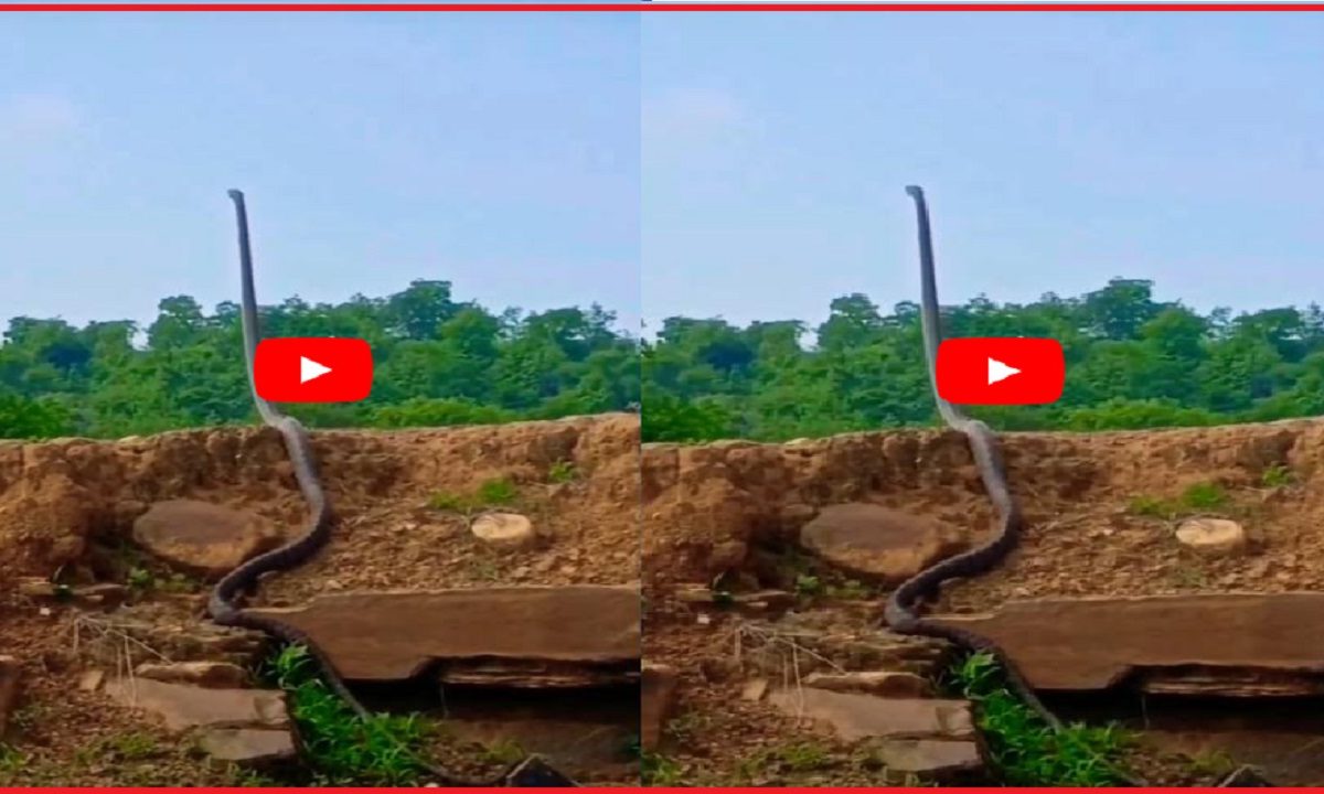 king cobra standing straight on the soil mound