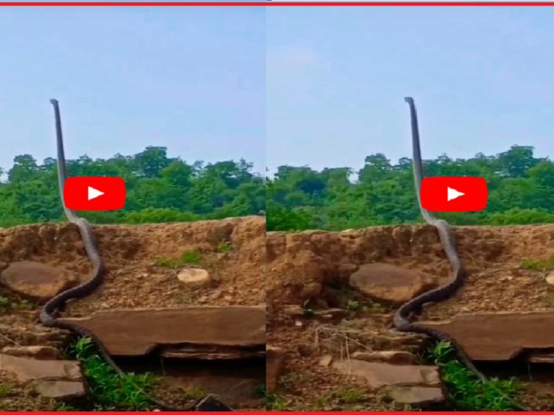king cobra standing straight on the soil mound