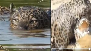Female Jaguar Crocodile Hunt