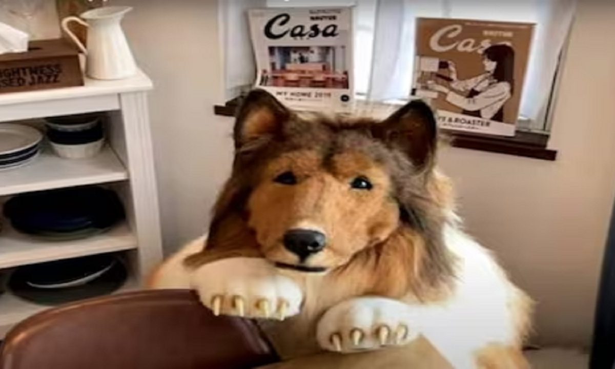 Japanese Man Always Wears Dog Costume