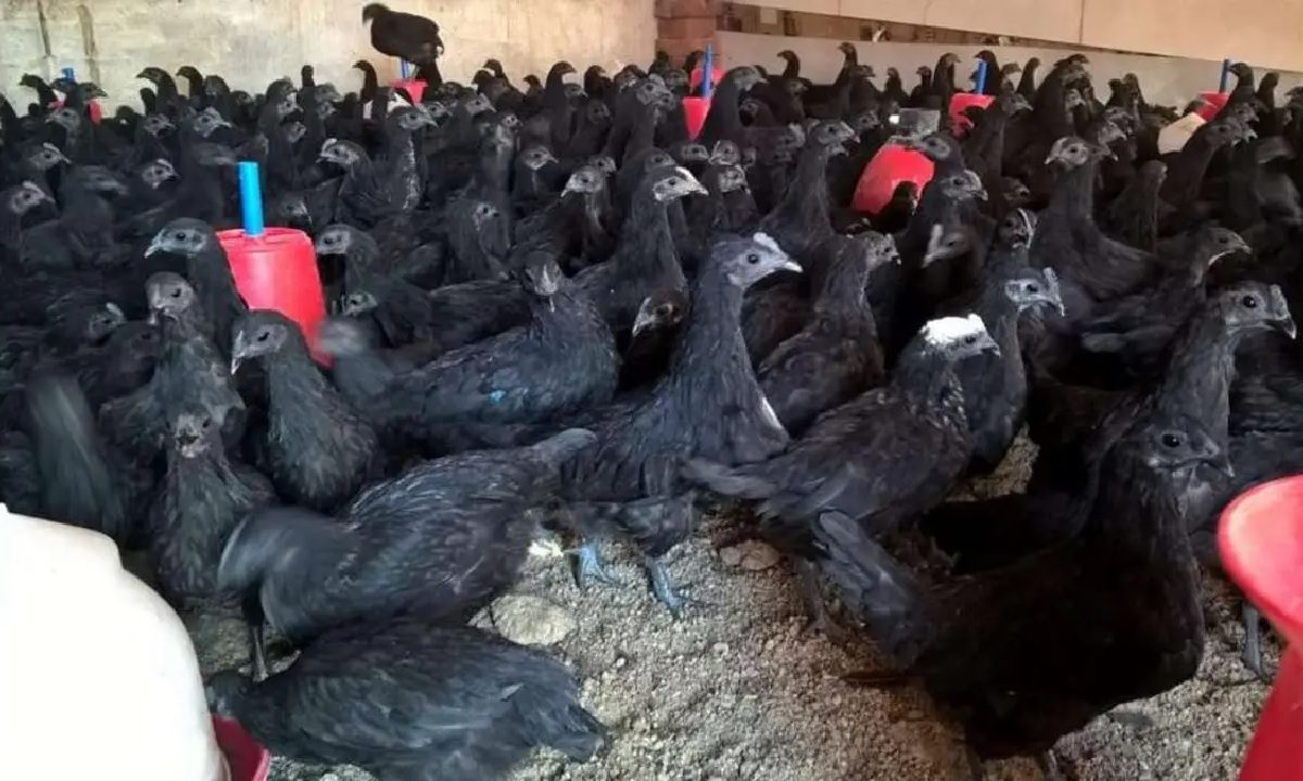 Kadaknath Farming