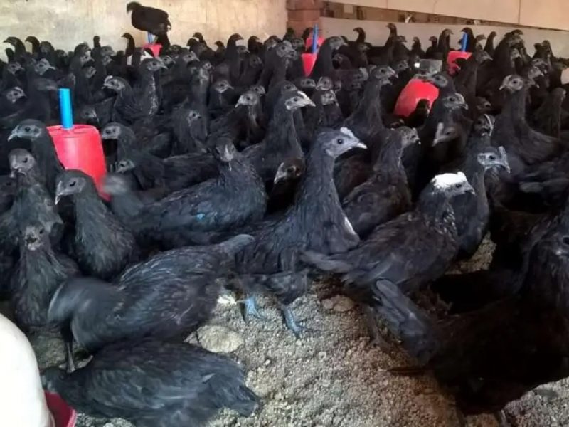 Kadaknath Farming