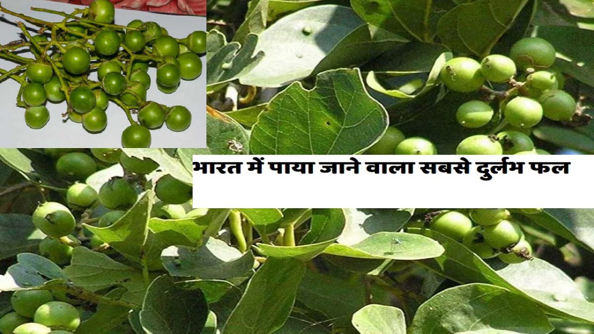 Lasoda, the rarest fruit found in India