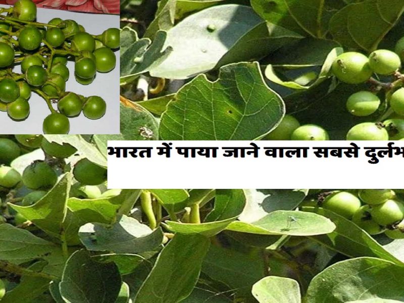 Lasoda, the rarest fruit found in India