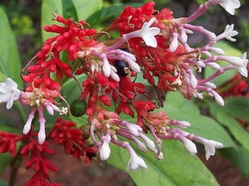 Sarpagandha flower