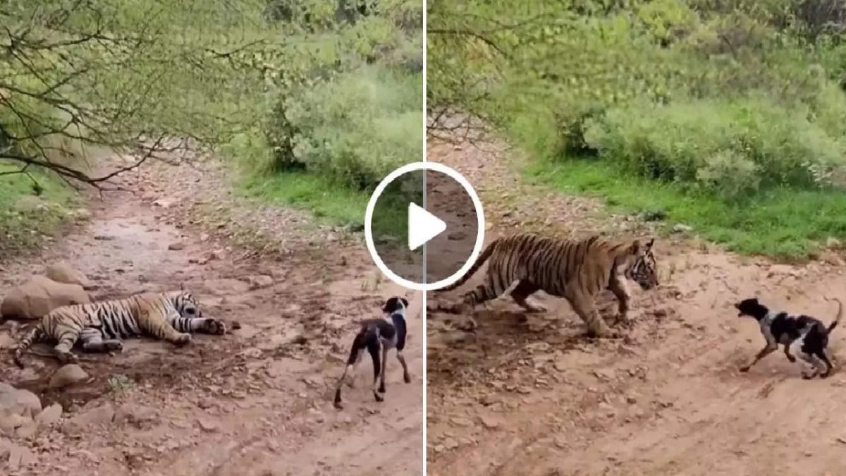 Tiger and Dog Video Viral