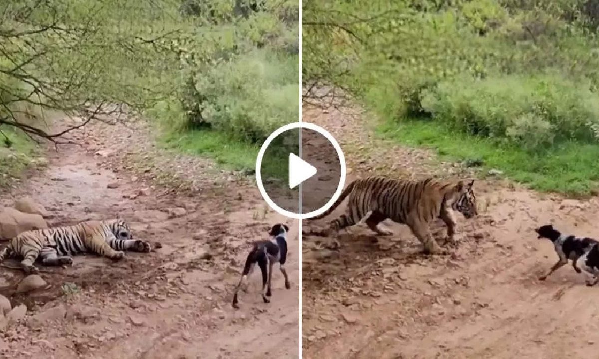 Tiger and Dog Video Viral