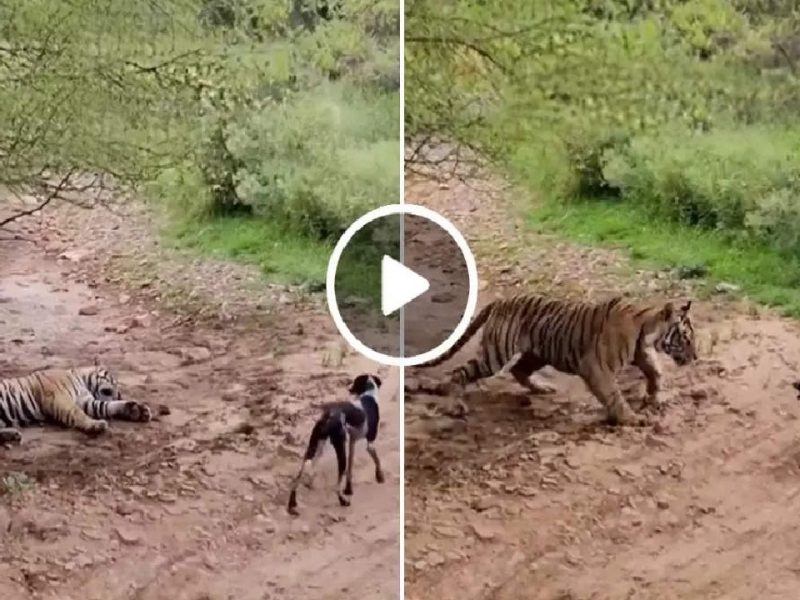 Tiger and Dog Video Viral