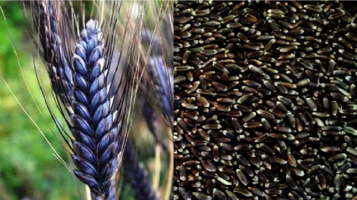 Black Wheat