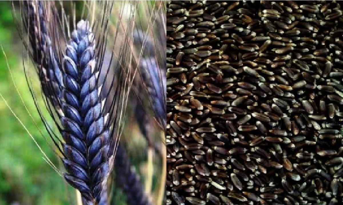 Black Wheat