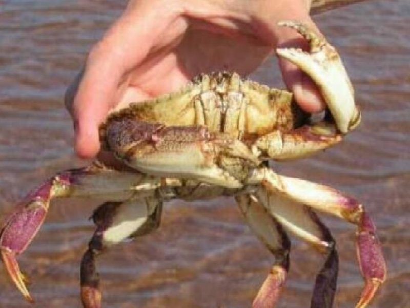 Crab Business