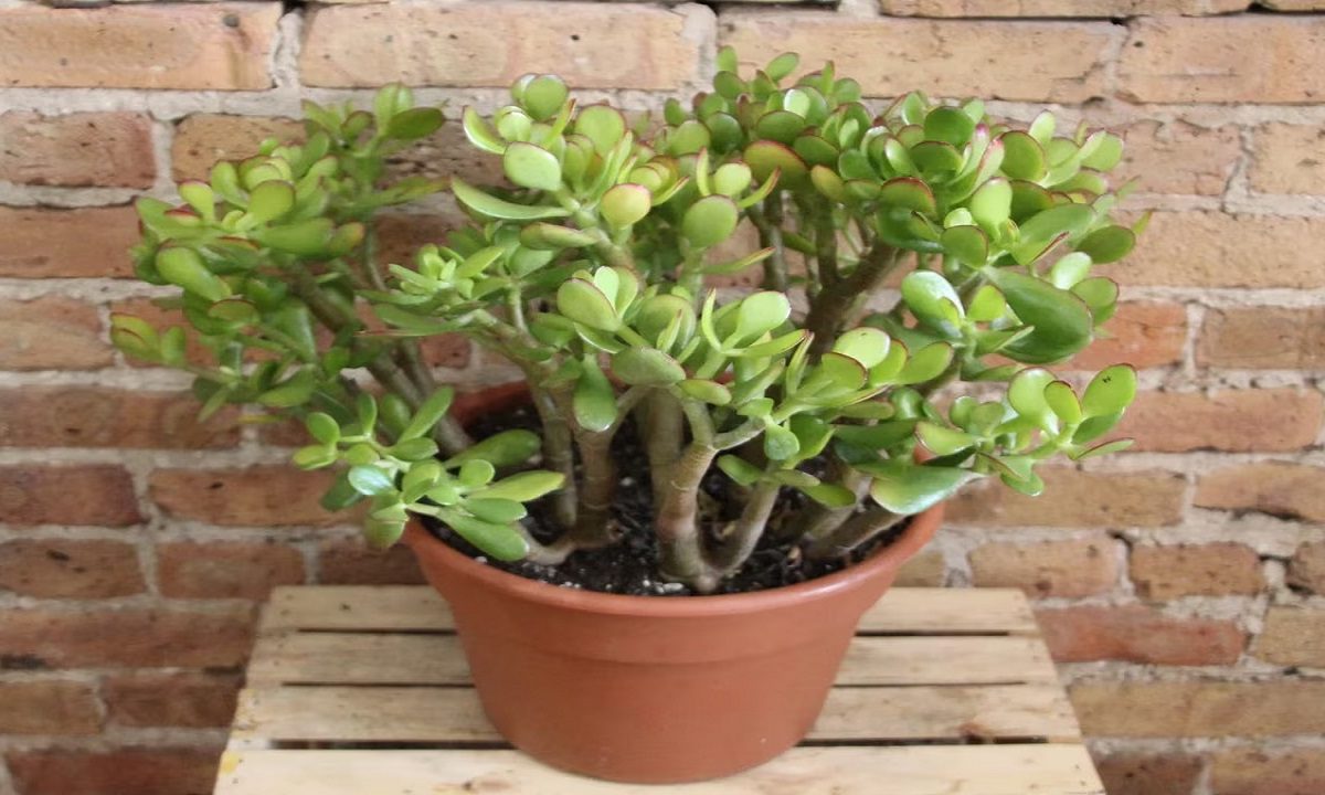 Crassula Plant Vastu Tips