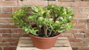 Crassula Plant Vastu Tips