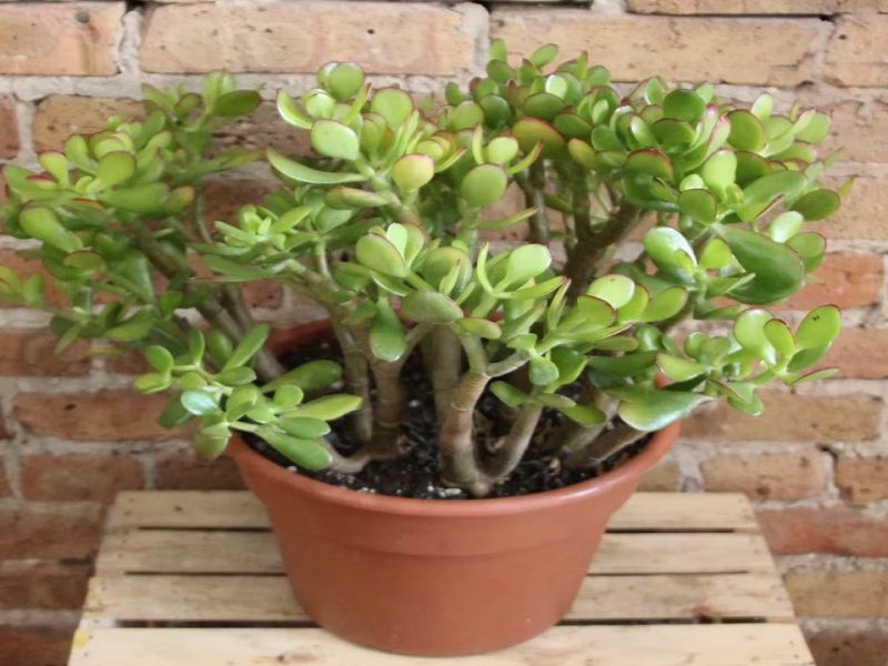 Crassula Plant Vastu Tips