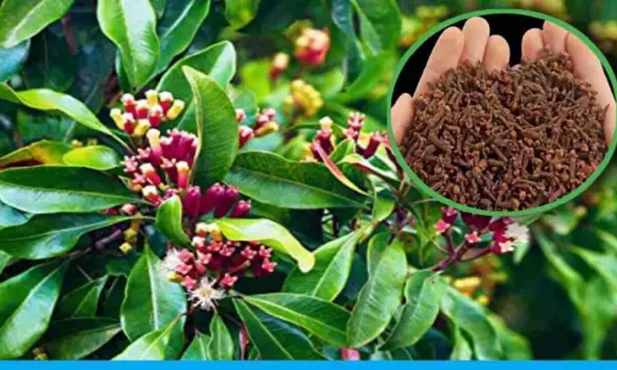 Cultivation of long pepper