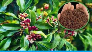 Cultivation of long pepper