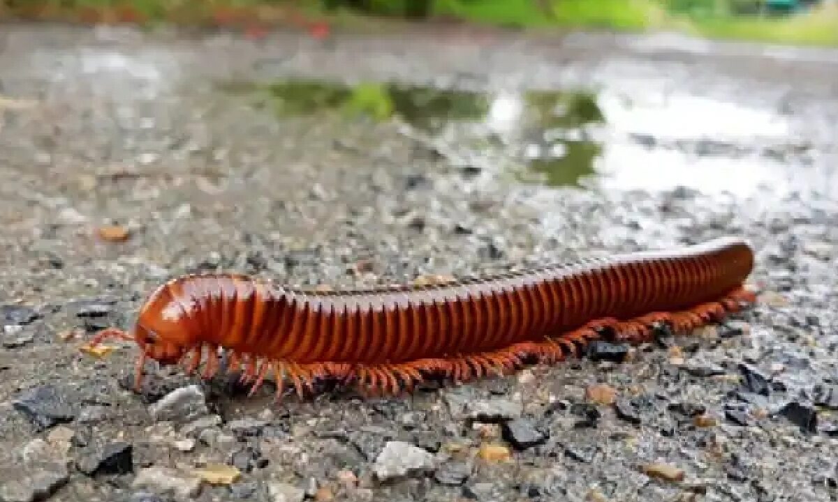 Monsoon Insects