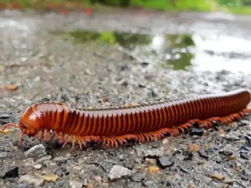 Monsoon Insects