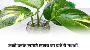 Vastu Tips For Money Plant