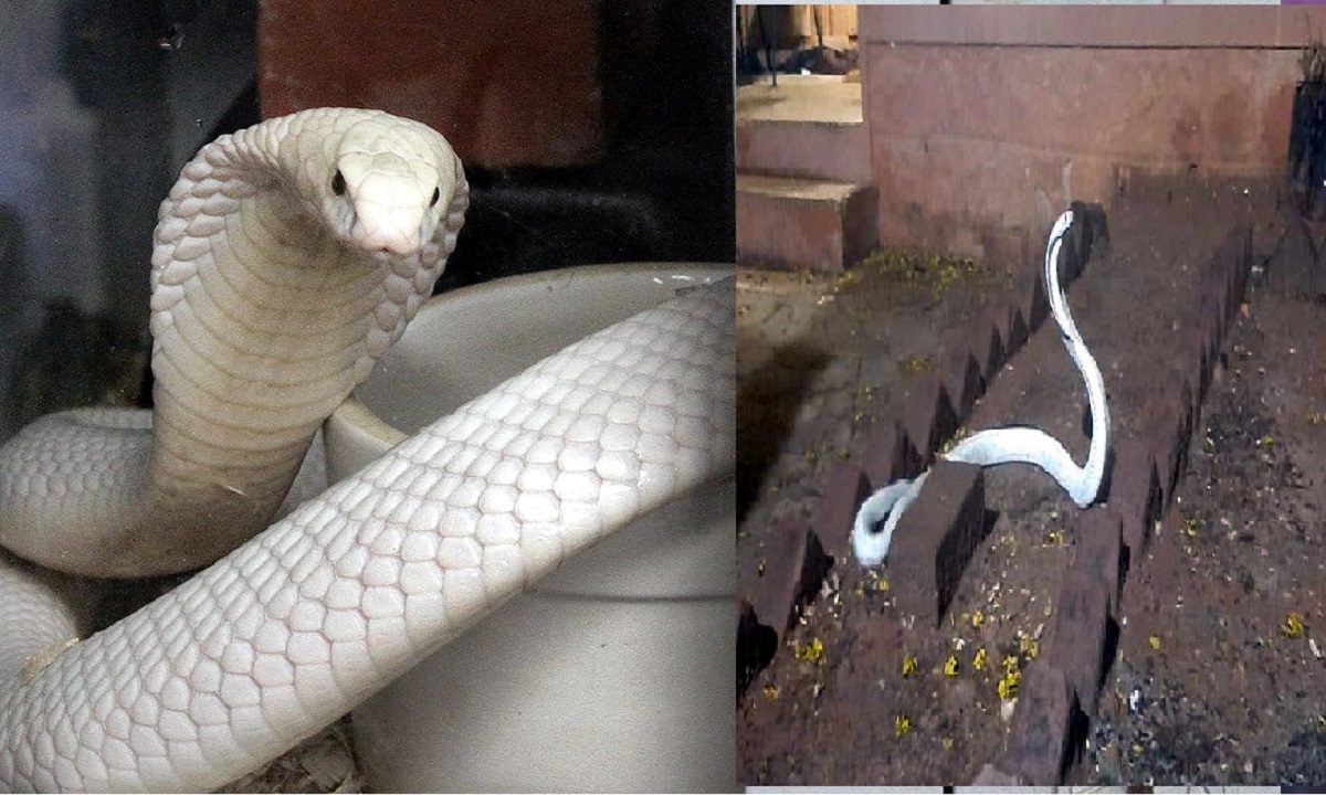 White Cobra