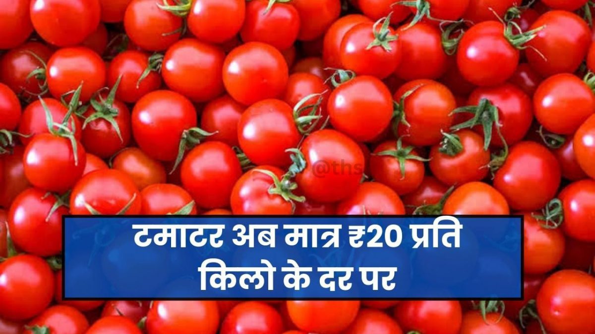 Tomato Price Today