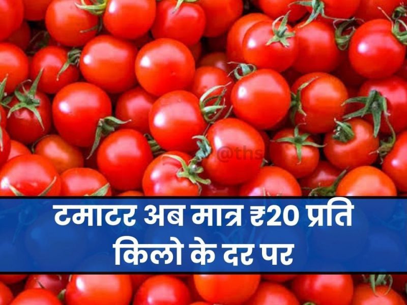 Tomato Price Today