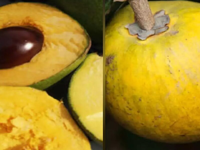 Amazing benefits of lucuma fruit