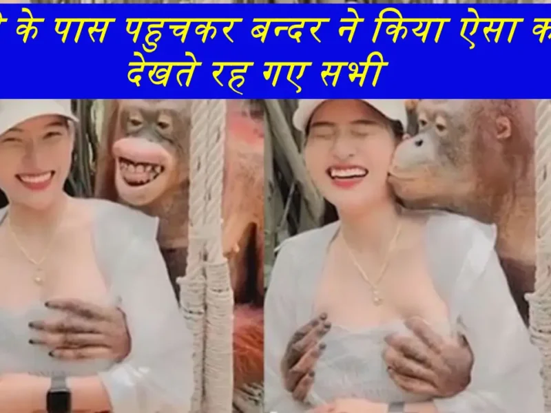 Bandar Ka Video: