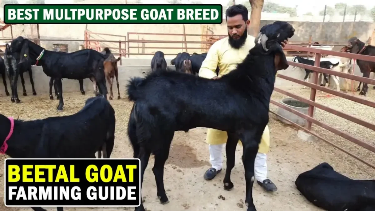 Beetal Goat farming