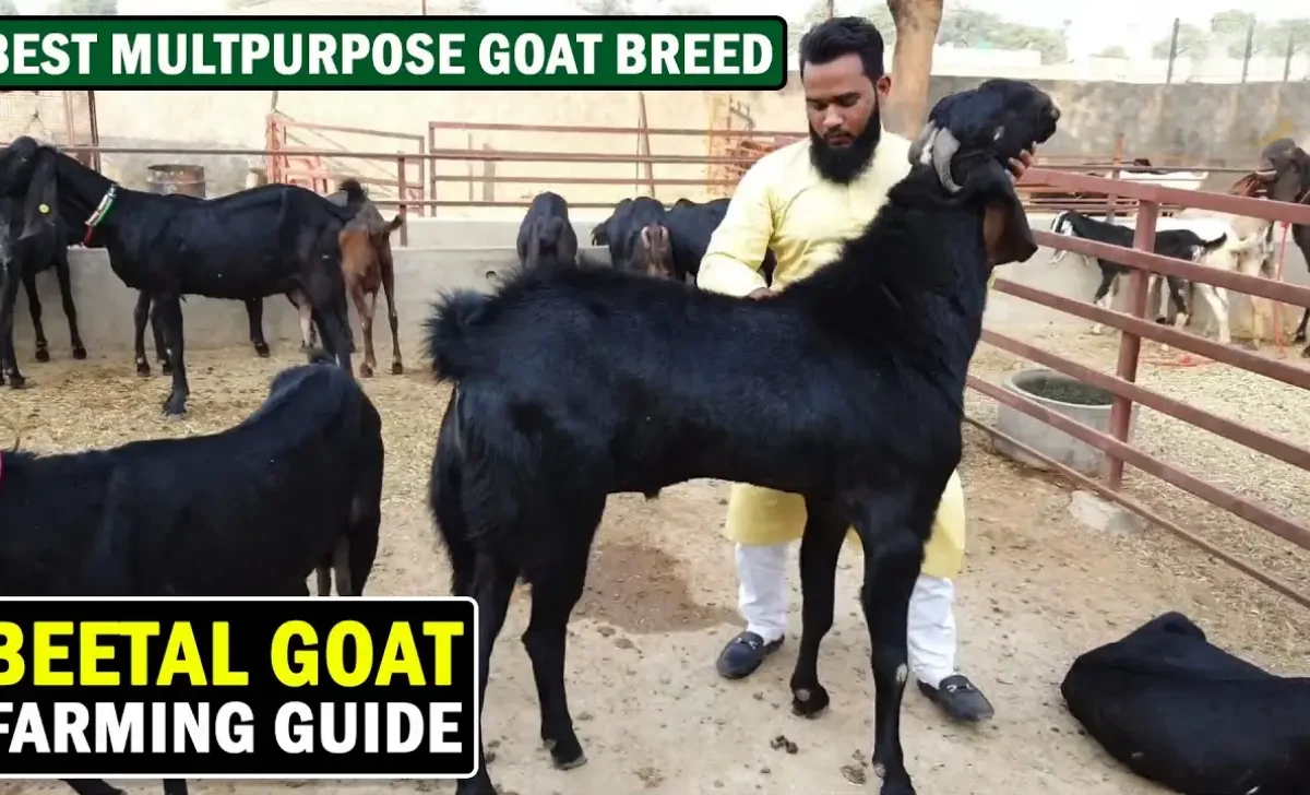 Beetal Goat farming