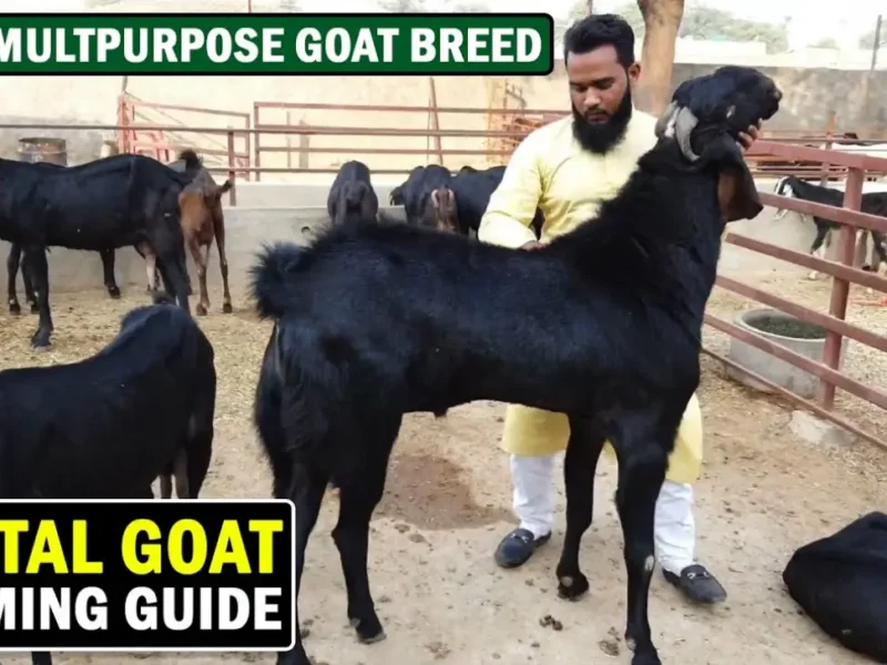 Beetal Goat farming