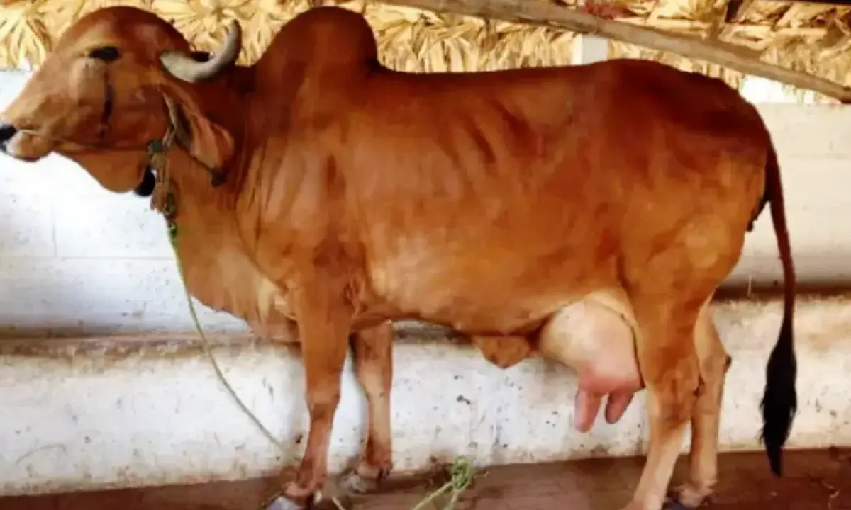 Best Cow Breed