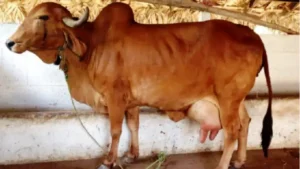 Best Cow Breed