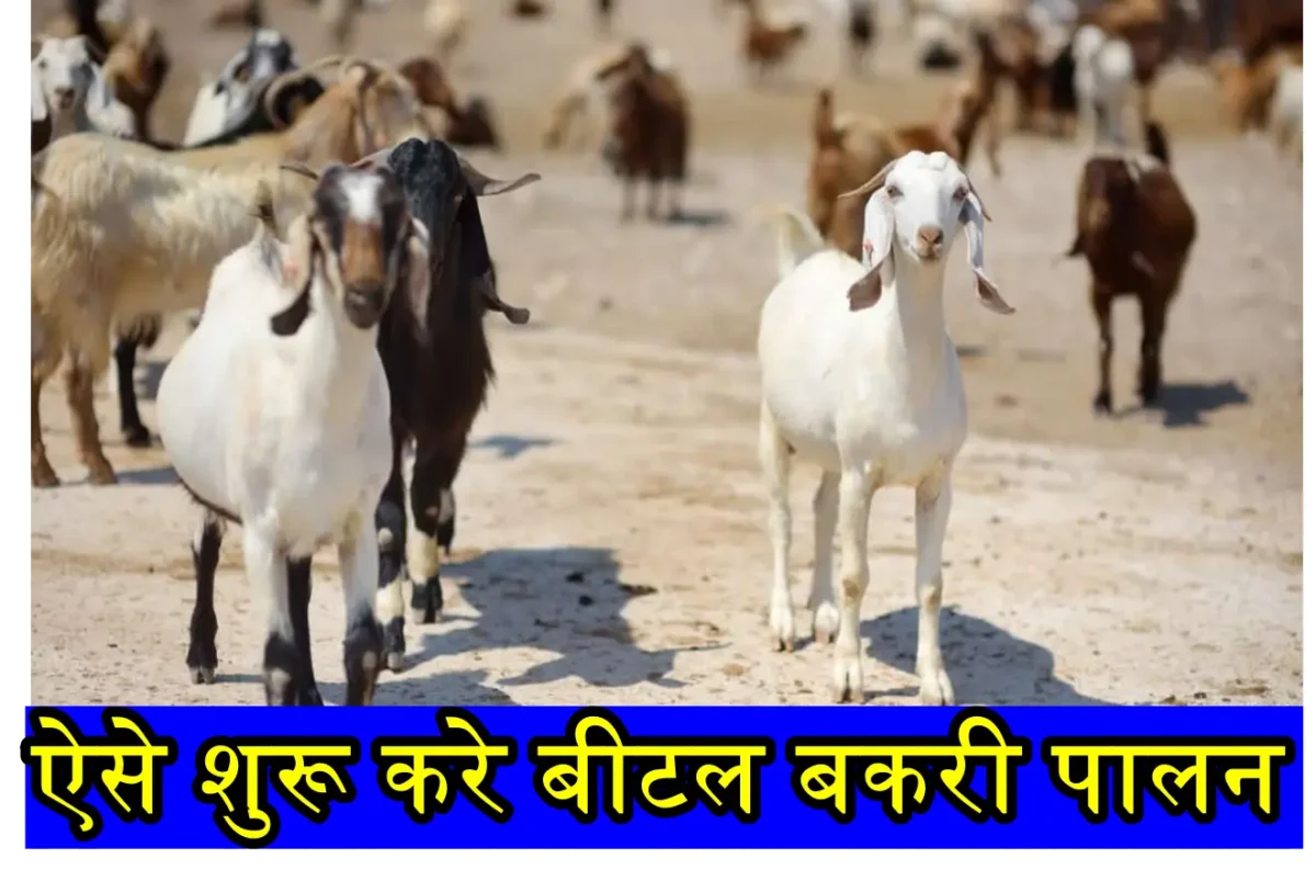 Bital Goat Farming