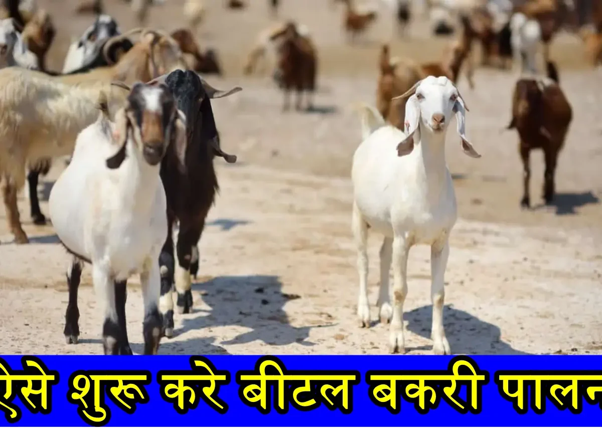 Bital Goat Farming