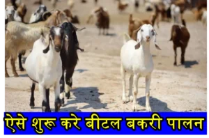 Bital Goat Farming