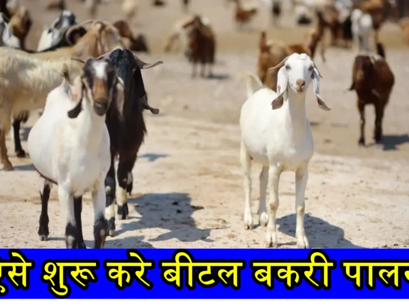 Bital Goat Farming