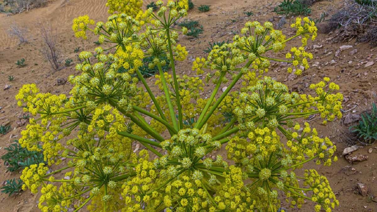 Cultivation of Asafoetida