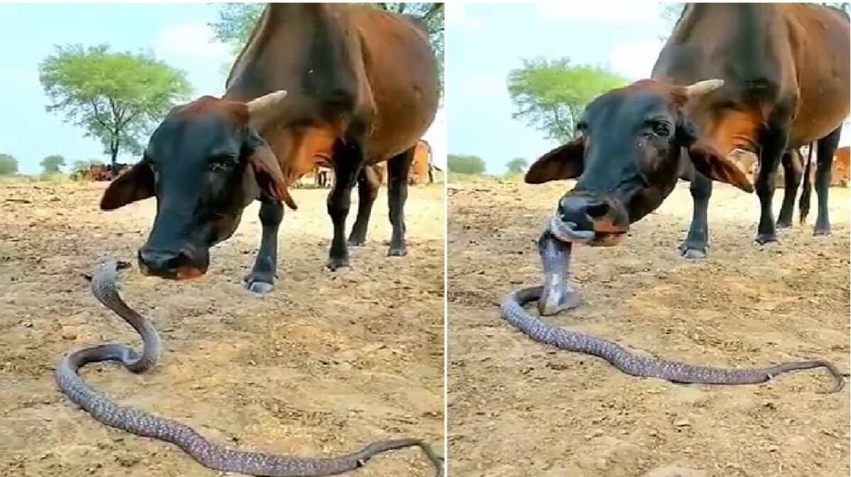 Video Viral Of Cow and Snake