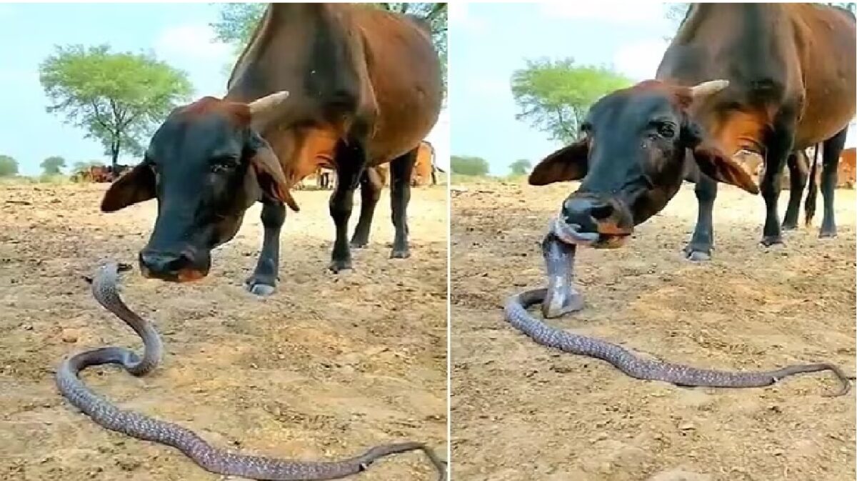Video Viral Of Cow and Snake