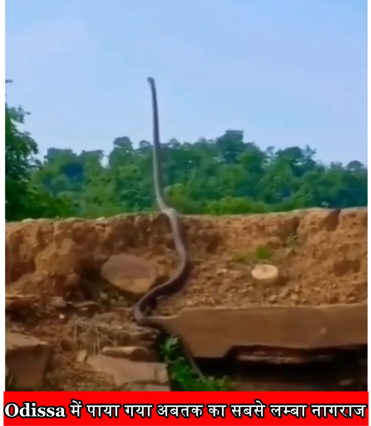 Viral King Cobra Video