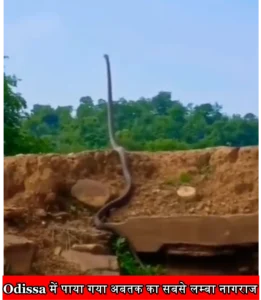 Viral King Cobra Video