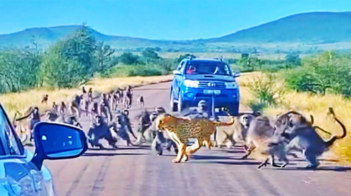 Baboons Attacks On Leopard