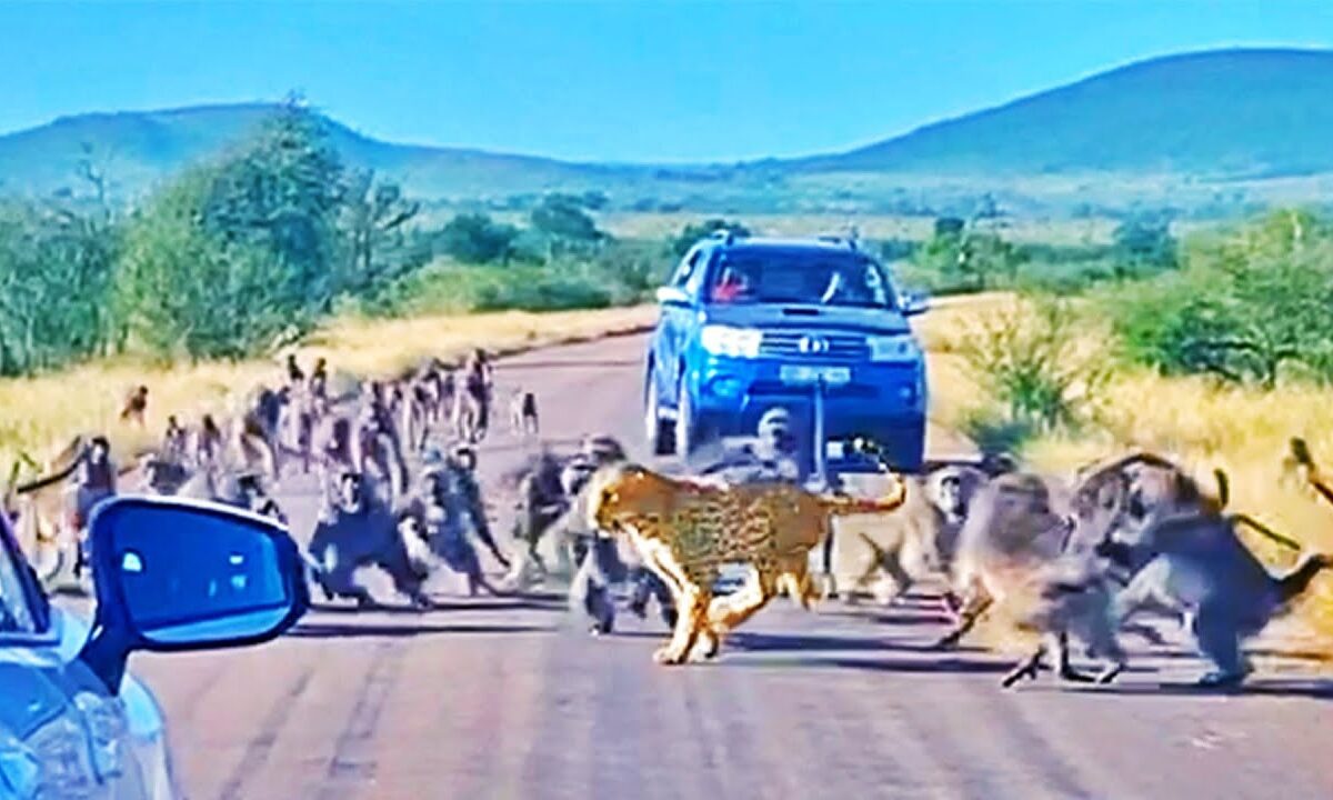 Baboons Attacks On Leopard
