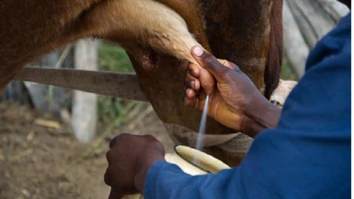 cow and buffalo to start giving more milk