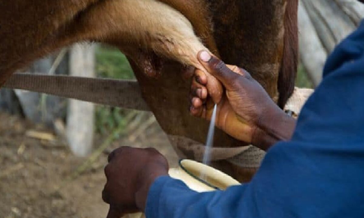 cow and buffalo to start giving more milk