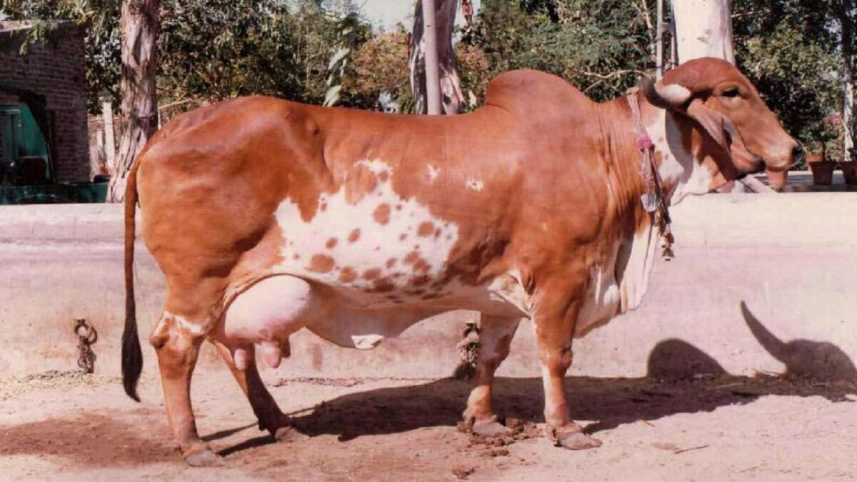 gir cow farm in gujarat